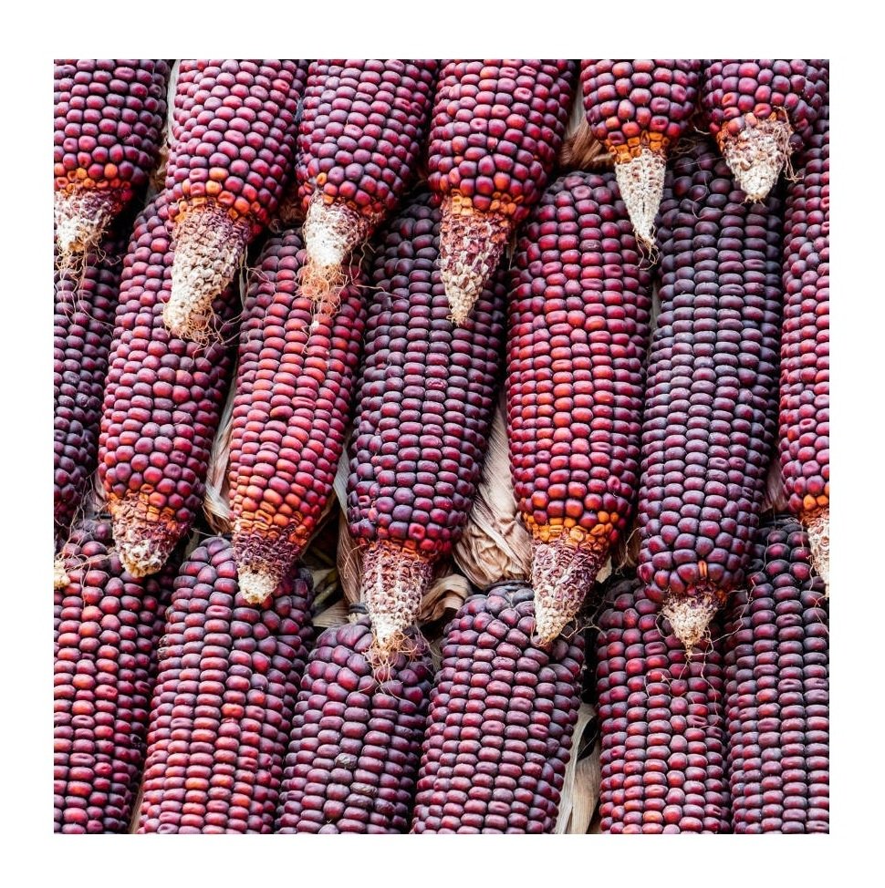 Best Selling Organic Red Maize Corn High Quality Dried Natural Product for Bulk Purchase - Image 3
