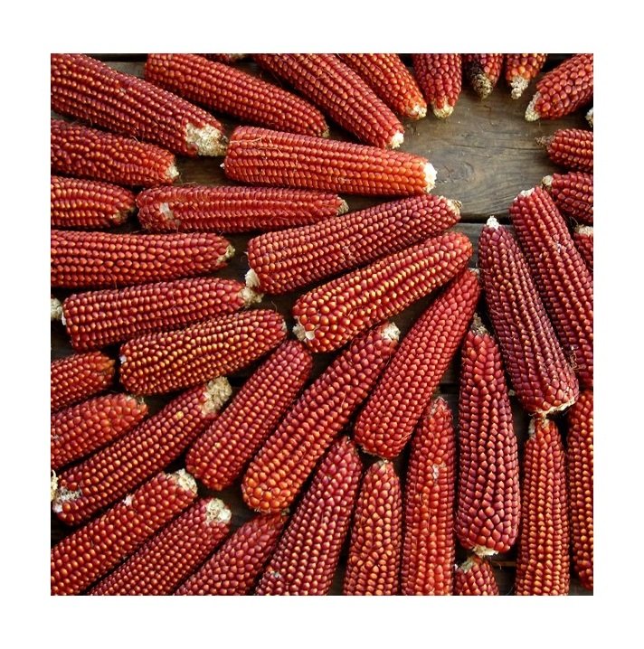 Best Selling Organic Red Maize Corn High Quality Dried Natural Product for Bulk Purchase - Image 6