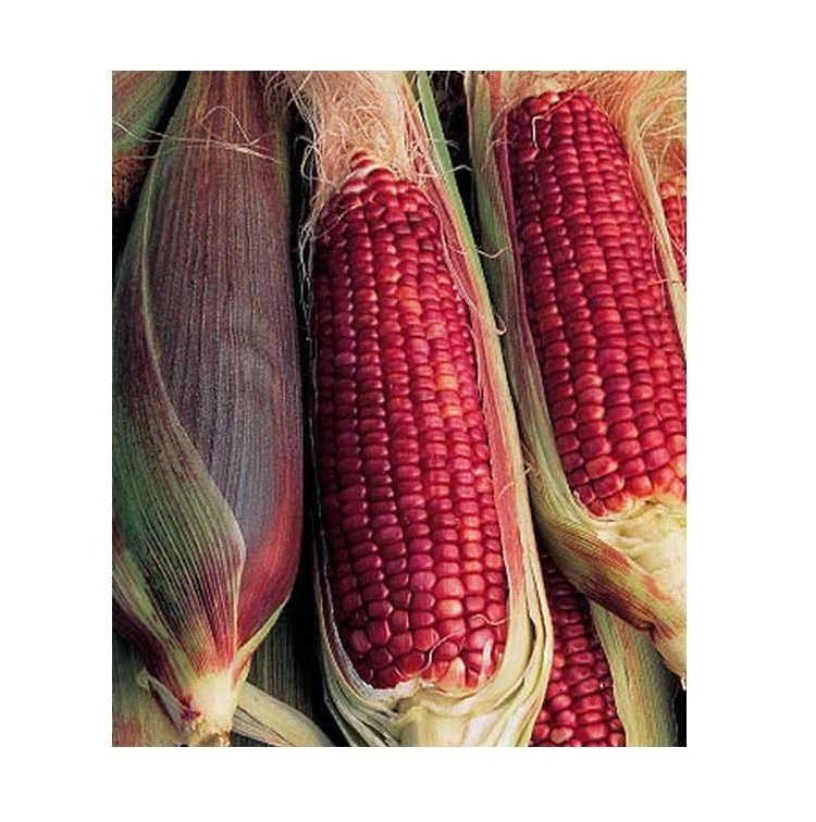 Best Selling Organic Red Maize Corn High Quality Dried Natural Product for Bulk Purchase - Image 4