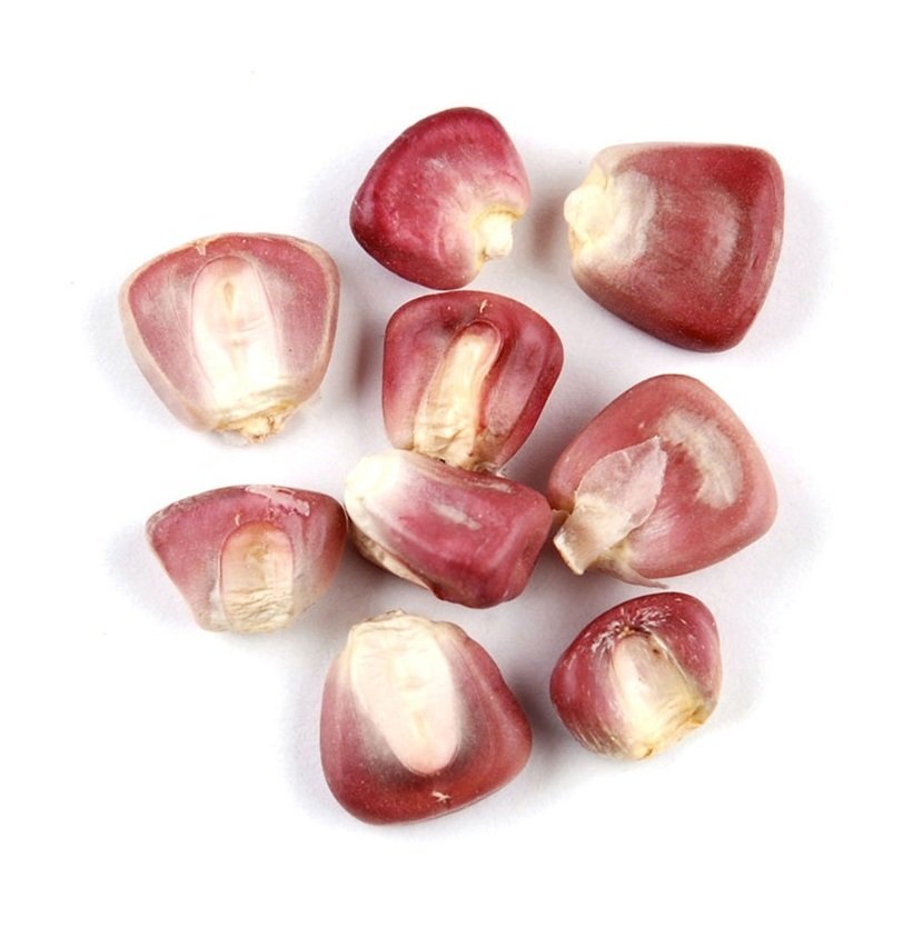 Best Selling Organic Red Maize Corn High Quality Dried Natural Product for Bulk Purchase - Image 5