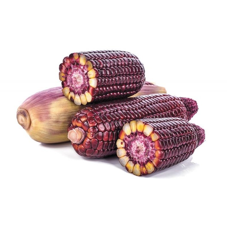 Best Selling Organic Red Maize Corn High Quality Dried Natural Product for Bulk Purchase - Image 2