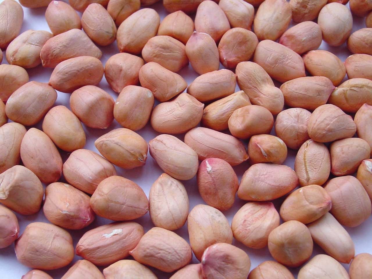 Factory Direct Sale-Special Discount-Hot Sale-Bulk Red-shelled Dried Peanut Kernels Chinese Raw Peanuts 3A Grade - Image 2